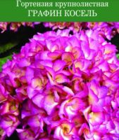 Лот: 15890031. Фото: 3. Гортензия. Для дачи, дома, огорода, бани, парка