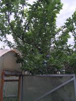 Лот: 15177636. Фото: 6. Продам недвижимость в Абакане