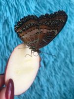 Лот: 12203725. Фото: 9. Дари эмоции. БаБоЧкА. Тропическая...