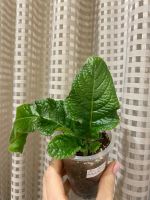 Лот: 20009670. Фото: 3. Стрептокарпус DS-Огненный заяц... Растения и животные