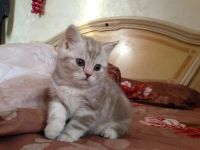Лот: 3701301. Фото: 2. шотландский котик. Животные и уход