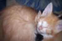 Лот: 9290227. Фото: 3. Отдам ласковых котят в хорошие... Растения и животные