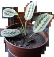 Лот: 3861574. Фото: 2. Маранта красавица. Комнатные растения и уход