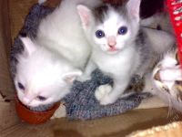 Лот: 1479963. Фото: 2. Хороший котенок ждетхороших людей-... Животные и уход