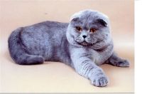 Лот: 5041073. Фото: 4. Продаются Шотланские прямоухие... Красноярск