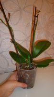 Лот: 3277423. Фото: 2. Орхидея (фаленопсис). Комнатные растения и уход