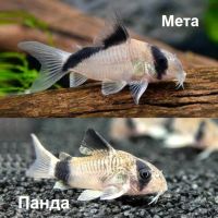 Лот: 16694910. Фото: 4. Сомик Панда Коридорас маленький... Красноярск