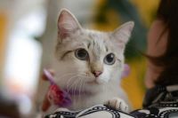 Лот: 7074326. Фото: 3. Красотка Ириска ждет хозяев. Растения и животные