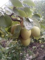 Лот: 4432519. Фото: 3. Груша. Осталось 2 ведра! Цена... Красноярск