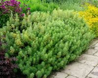 Лот: 11571258. Фото: 6. полынь божье дерево