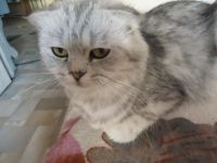 Лот: 7947760. Фото: 4. Шикарные шотландские котята. Красноярск