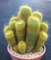Лот: 9291491. Фото: 2. Нотокактус кактус notocactus leninghausii. Комнатные растения и уход