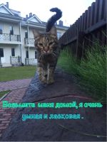 Лот: 6244817. Фото: 3. Подарю красивую кошку. Растения и животные