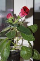 Лот: 4120135. Фото: 4. Глоксиния (цветущее растение!). Красноярск