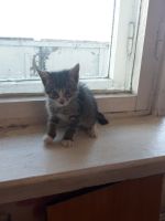 Лот: 14544181. Фото: 2. Котенок. Животные и уход