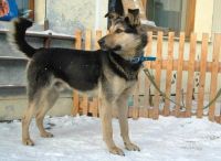 Лот: 2437829. Фото: 2. Найк, помесь овчарки..). Животные и уход