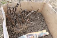 Лот: 7358275. Фото: 3. Монтбреция (японский гладиолус... Для дачи, дома, огорода, бани, парка