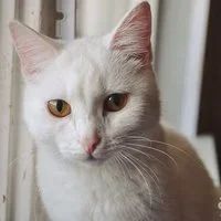 Лот: 8748139. Фото: 3. Белая кошечка Жужа, 8 мес. Растения и животные