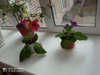 Лот: 22167879. Фото: 2. Глоксинии. Комнатные растения и уход