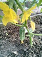 Лот: 11748693. Фото: 2. огурцы домашние. Продукты