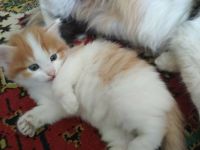 Лот: 11632843. Фото: 4. Котёнок ищет хозяев. Красноярск