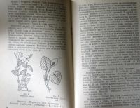 Лот: 25802191. Фото: 2. Декоративные теневыносливые растения... Дом, сад, досуг