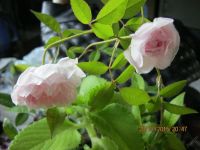 Лот: 5759795. Фото: 7. молодой саженец розы розовый1