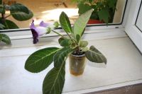 Лот: 2861919. Фото: 3. Глоксиния 8 (цветет). Растения и животные