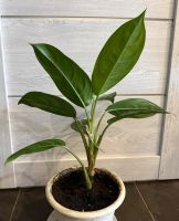 Лот: 25384298. Фото: 4. Аглаонема. Цветок удачи. N2. Красноярск