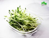 Лот: 4978157. Фото: 2. Проростки русского гороха. Продукты