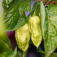Лот: 5296663. Фото: 3. Экстремально острый перец Bhut... Растения и животные