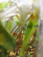 Лот: 13645153. Фото: 2. Валлиснерия гигантская, 2 куста... Аквариумистика