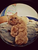 Лот: 3575046. Фото: 4. Объектив FishEye(Фишай) на телефоны...