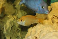 Лот: 3562339. Фото: 2. Псевдотрофеус трофеопс. (Pseudotropheus... Аквариумистика
