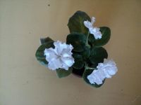 Лот: 4041816. Фото: 3. Фиалка "Белая лилия". Растения и животные