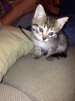 Лот: 3307890. Фото: 2. Котенок. Животные и уход