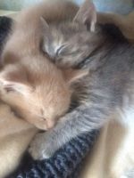 Лот: 7750147. Фото: 5. Отдам в хорошие руки милого котенка...