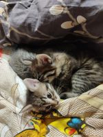 Лот: 24667278. Фото: 2. Котята. Животные и уход