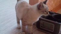 Лот: 3772873. Фото: 2. Уникальная кошечка ищет надежную... Животные и уход