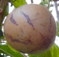 Лот: 4335936. Фото: 2. Плод пепино. Родня помидора со... Продукты