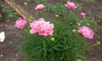 Лот: 17356094. Фото: 11. Дача Манский р-н, д. Кускун, СНТ...