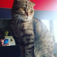 Лот: 9457539. Фото: 2. Котик. Животные и уход