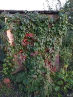 Лот: 11584987. Фото: 2. Виноград девичий пятилистковый. Семена, рассада, садовые растения