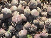 Лот: 4406184. Фото: 3. Свекла. Красноярск