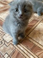 Лот: 7983319. Фото: 4. Шотландские котята. Красноярск