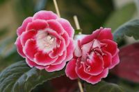 Лот: 2968564. Фото: 4. Глоксиния 36 (цветет). Красноярск