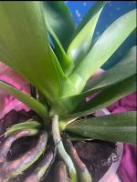 Лот: 19359937. Фото: 3. Орхидея Скульптор. Растения и животные
