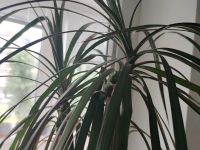 Лот: 20563378. Фото: 5. Драцена 1 метр