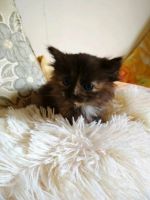 Лот: 6297755. Фото: 3. Озорной котенок ищет хозяина. Растения и животные