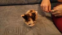 Лот: 11771560. Фото: 3. Отдам котят. В новую семью. Растения и животные